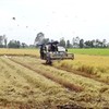 Harvesting rice in the Mekong Delta (Photo: VNA)