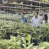 A medicinal orchid nursery in Chi Vien Commune, Trung Khanh District, Cao Bang Province