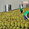 Durian is the Vietnamese fruit with the highest export revenu. (Photo: Minh Ha)