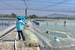 Farmers are harvesting hi-tech farmed shrimp at Dac Loc Seafood Co., Ltd (in Phu Yen Province).