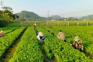 Producing high-quality forestry seedlings in Phu Luong District, Thai Nguyen Province. (Photo: Van Hung)