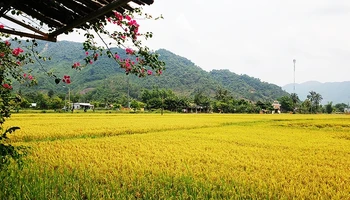 Hoa Bac Commune during ripe rice season