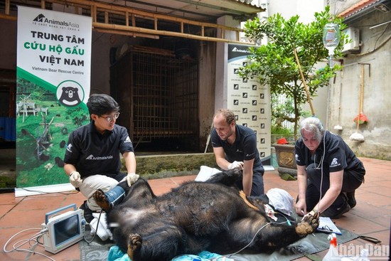 The bear is taken to the Vietnam Bear Rescue Centre in Vinh Phuc Province.