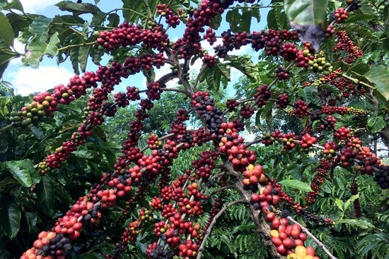 Myanmar has planned to export about 2,000 tons of coffee during the 2024-25 fiscal year, the official television channel MRTV, citing the Myanmar Coffee Association, reported on Friday.