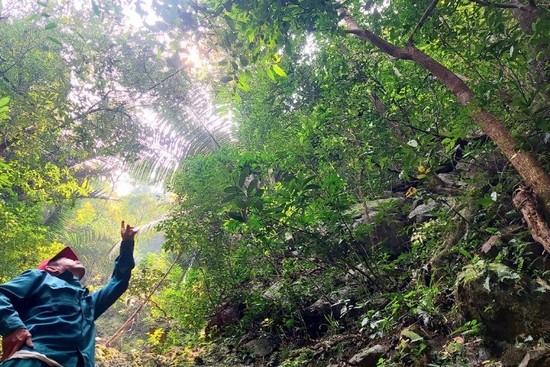 An official of the Quang Tri Special-Use Forest Management Board shows the large ancient ochna trees at the Da Krong Nature Reserve.