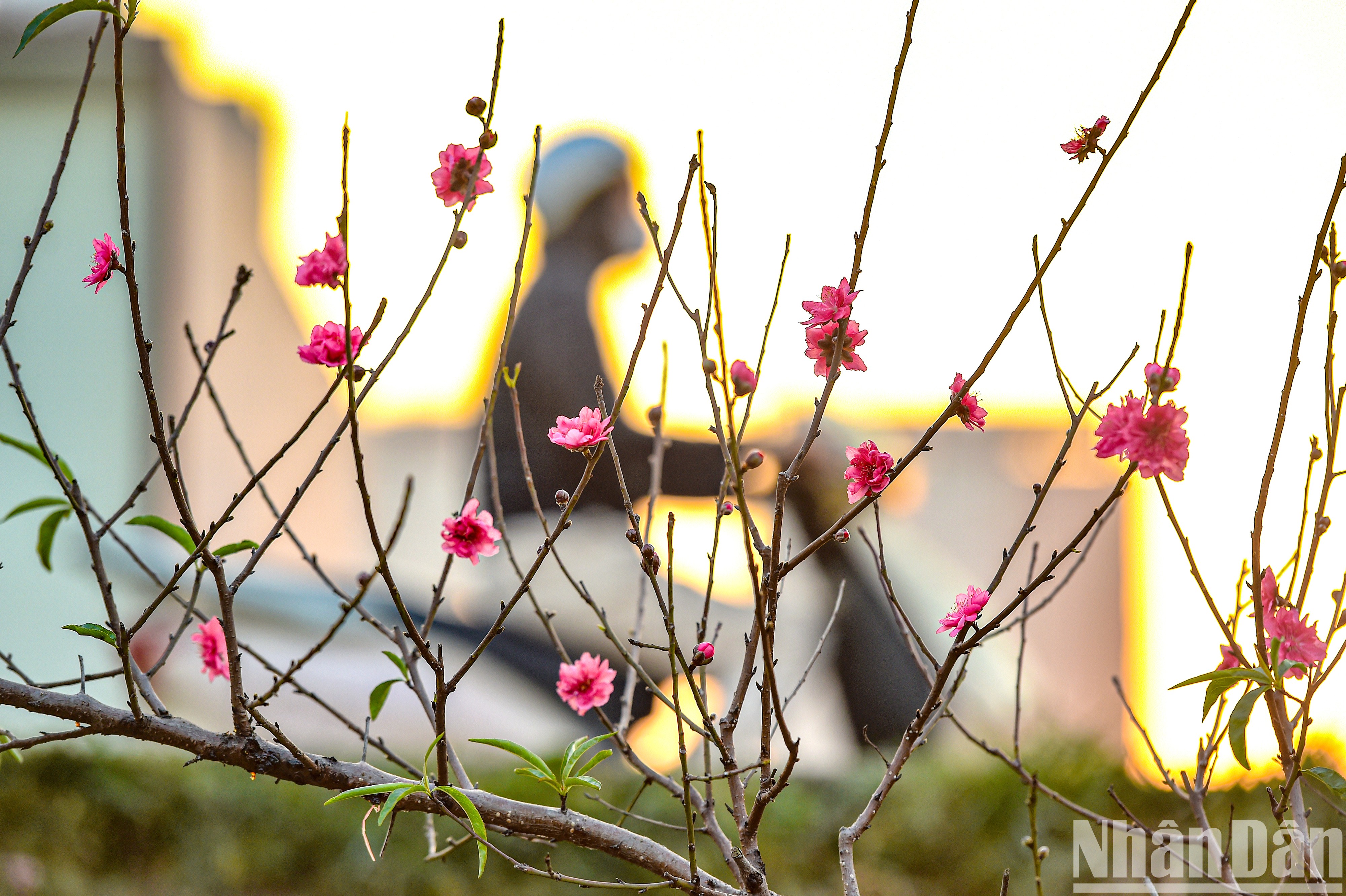 [Photo] Nhat Tan peach blossom bloom early to serve New Year's Eve