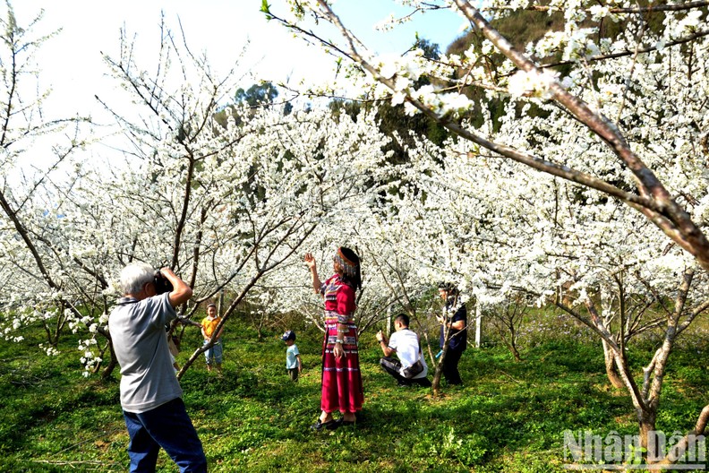 White plum blossom season in Bac Ha Plateau | Nhan Dan Online