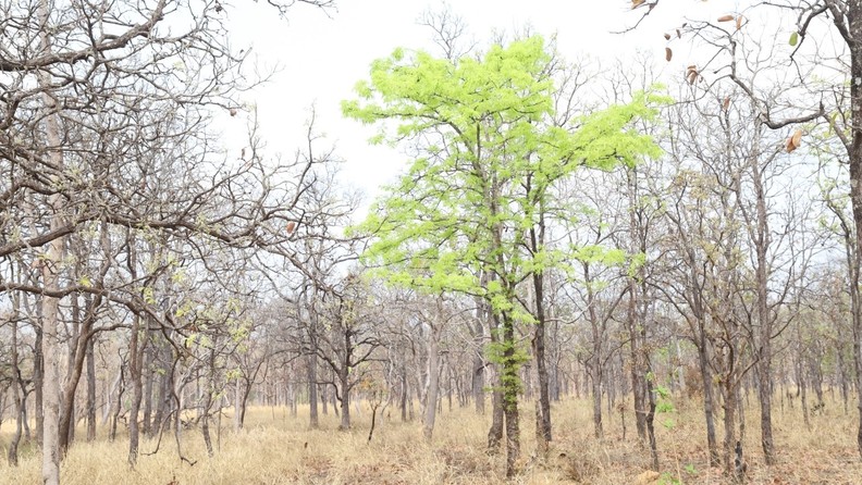 In Pictures: Dreamy forests in dry season of Central Highlands ảnh 9