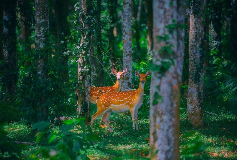 Tour provides night-life experience at Cuc Phuong National Park - Ảnh 1.