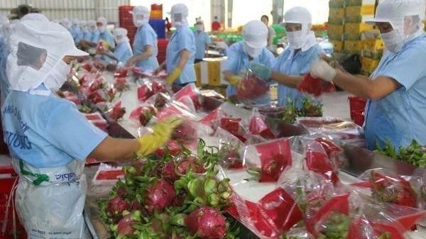 Packaging dragon fruit for export in Tien Giang province. (Photo: VNA)