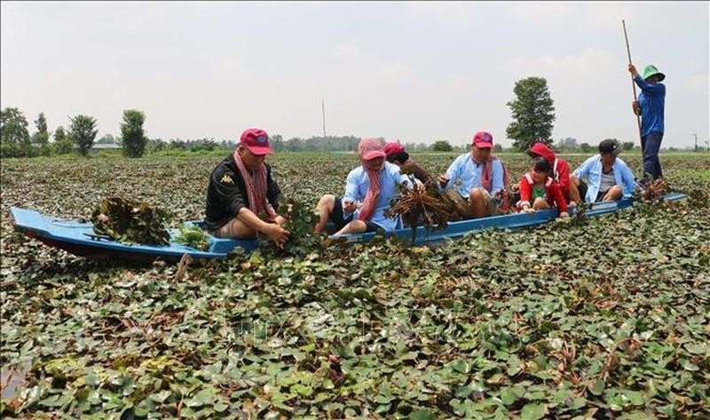 Visitors join agricultural production activities of local people in An Giang province. (Photo: VNA)
