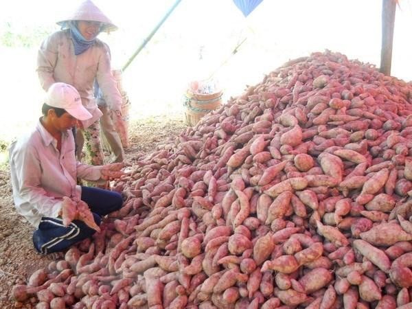 Vietnam's sweet potatoes will be officially exported to China. (Photo: VNA)