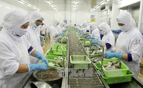 Workers of Quoc Viet Seafood Processing and Trading Company Limited in the southernmost province of Ca Mau process shrimp for export. (Photo: VNA)