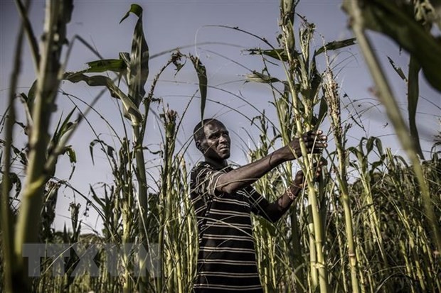 A farmer with a drought-damaged corn field in Turkana, Kenya. (Photo: AFP/VNA)