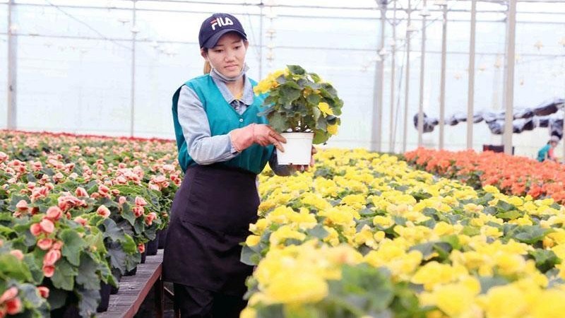 The high-tech flower production area in Lam Dong Province. (Photo: Bao Van)