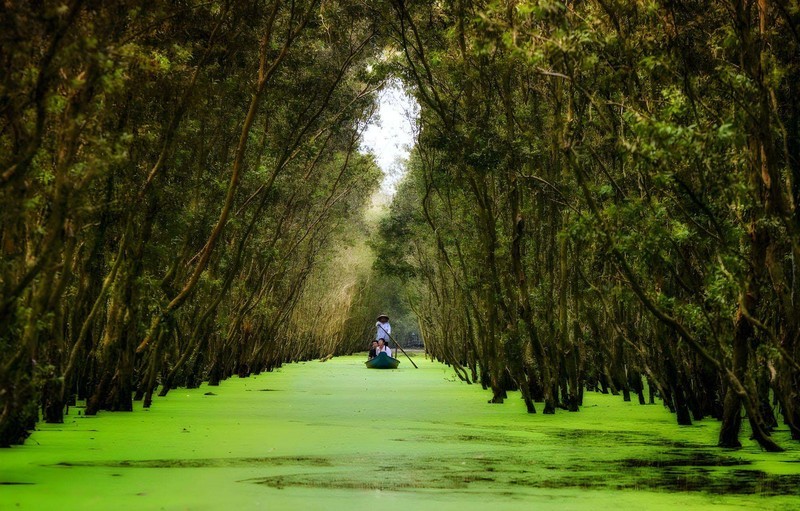 Tra Su melaleuca forest. (Photo: Quoc Dung)