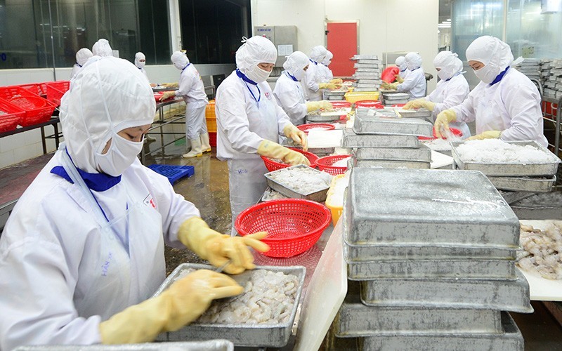 Chế biến thủy sản xuất khẩu tại Công ty Cổ phần Thủy sản Cafatex, tỉnh Hậu Giang.  (Ảnh: TRẦN QUỐC)