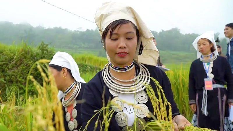 Rice harvesting contest in terraced fields, at the Khau Trang community cultural tourism village.