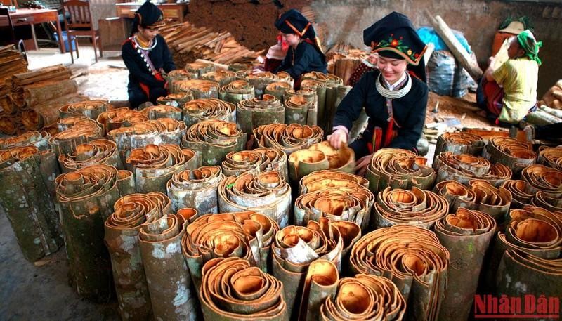 Van Yen cinnamon festival 2022 opens