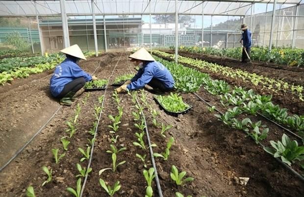 Two farmers take care of organic vegetables at a greenhouse in Lam Dong province (Photo: VNA)