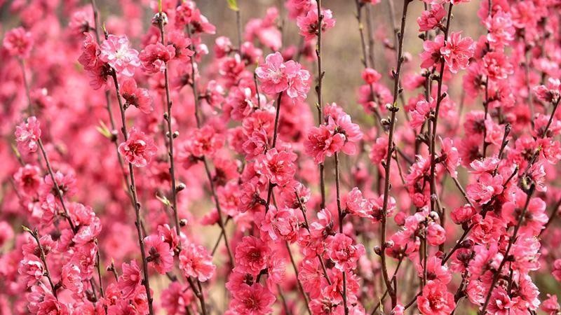 Nhat Tan peach blossom