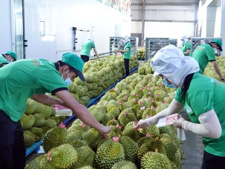 Durian is one among the products expected to enjoy strong export growth after China's reopening. (Photo: thanhnien.vn)