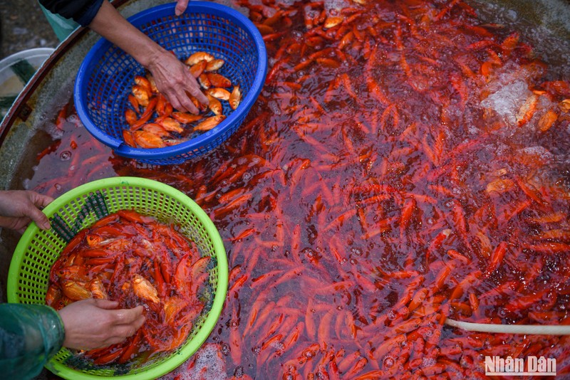 [Photo] Yen So Fish Market bustles ahead of Kitchen Gods ceremony
