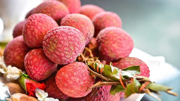 Vietnam is also the sole country providing fresh lychee to Australia in 2022 (Photo: VNA)