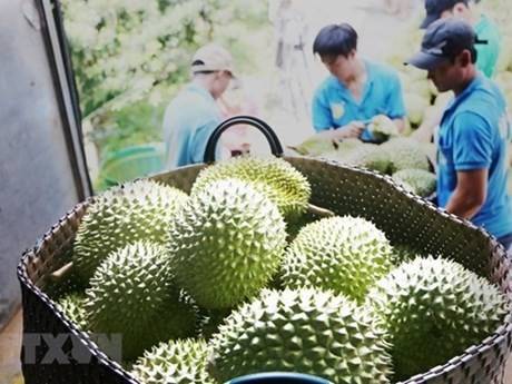 Vietnamese durians (Photo: VNA)