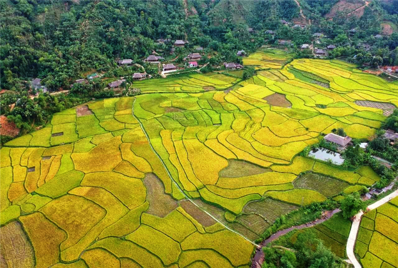 The colours of Nghia Do commune, Bao Yen district, Lao Cai province in the ripe rice season. (Photo: TL)