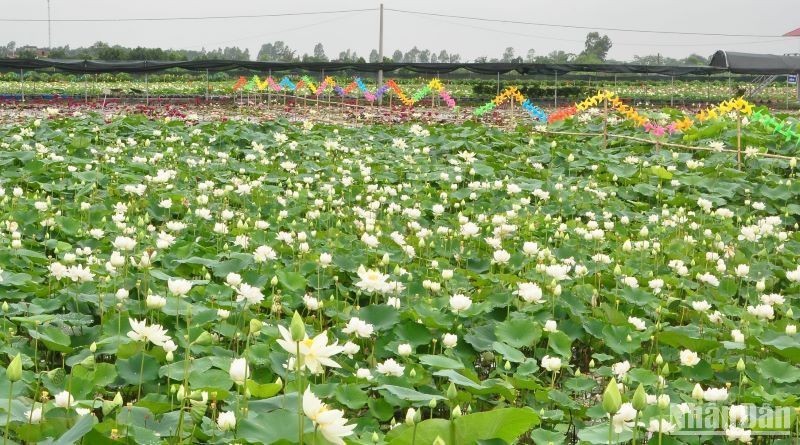 Visitors are overwhelmed by the large space, filled with scents at Van Dai lotus pond.