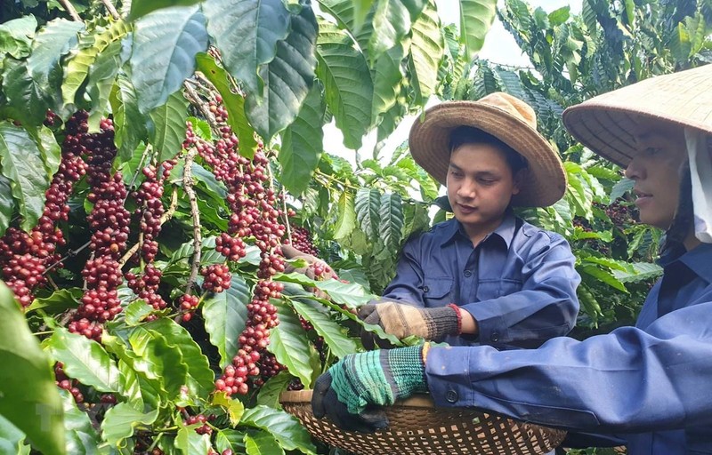 Vietnam's coffee has been shipped to more than 80 countries and territories, making the country the second biggest exporter in the world (Photo: VNA)