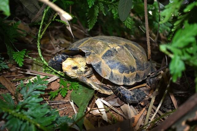 Endangered turtles, tortoises found in Thanh Hoa nature reserve (Photo: Pu Hu Nature Reserve)