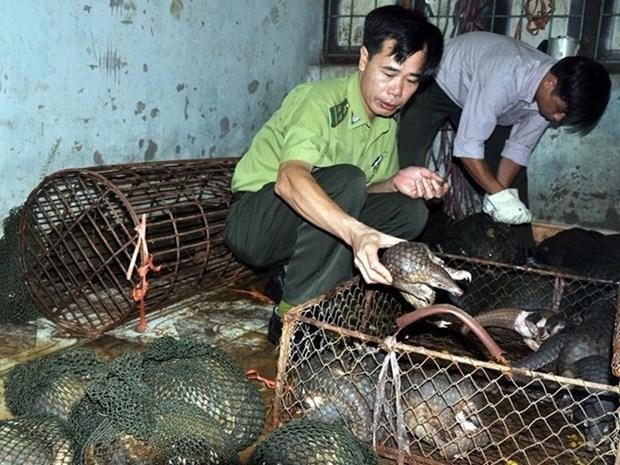A forest protection officer examines smuggled pangolins (Photo: VNA)