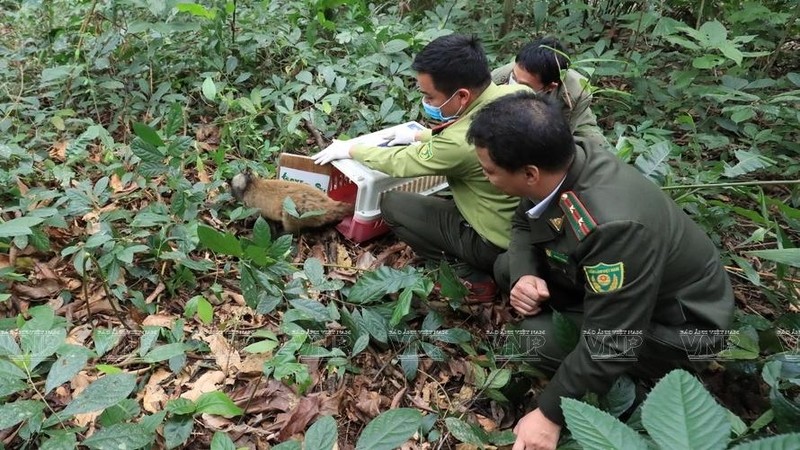 Cuc Phuong National Park officials participate in the re-release of wild animals following their rescue and treatment. (Photo: Vietnam Pictorial)