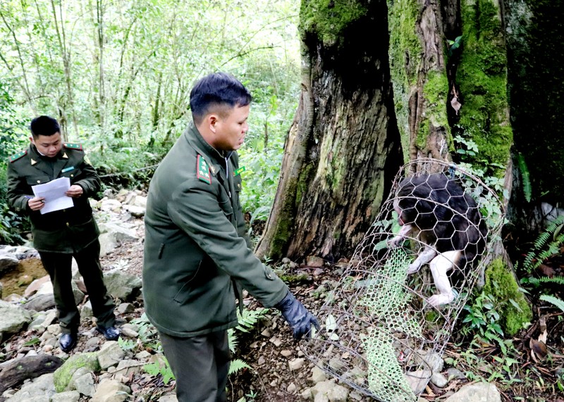 The forest protection division of Ha Giang province's Meo Vac district releases the stump-tailed macaque on November 17. (Photo: baohagiang.vn)