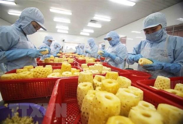 Processing canned pineapple at a factory of An Giang Agriculture and Foods Import Export Joint Stock Company. (Photo: VNA)