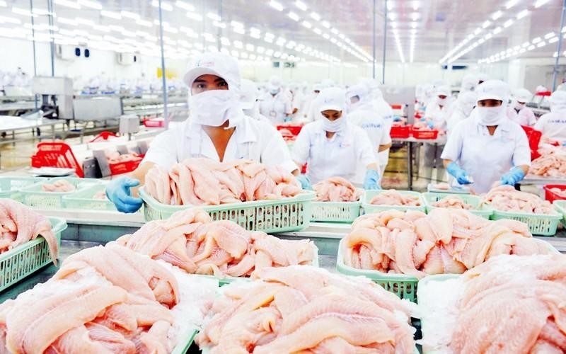 ‘Tra’ fish processing at an IDI factory under Sao Mai Group (Photo: Le Hoang Vu)
