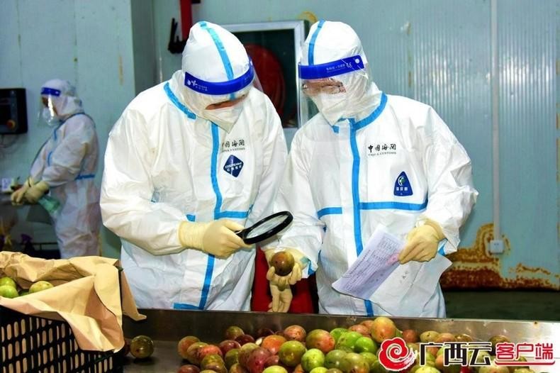 Customs officials inspect passion fruit imported from Vietnam. (Photo: gxnews.com.cn)