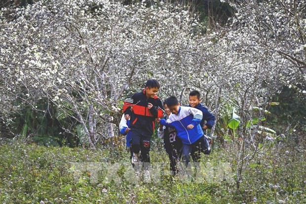 Phieng Ban Valley in Dien Bien Phu city, Dien Bien province is covered with plum flowers in spring. (Photo: VNA)