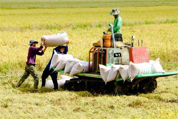 More than 80% of rice varieties in Vietnam are fragrant high-quality rice, which is an important factor that helps increase Vietnamese rice's value and accessibility to markets. (Photo: VNA)