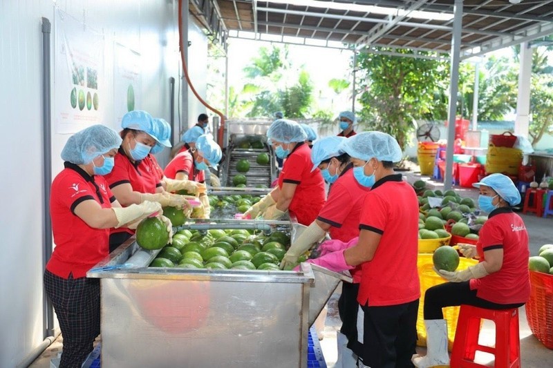 The door is open for Vietnamese fruits to enter China. (Photo: HA AN)