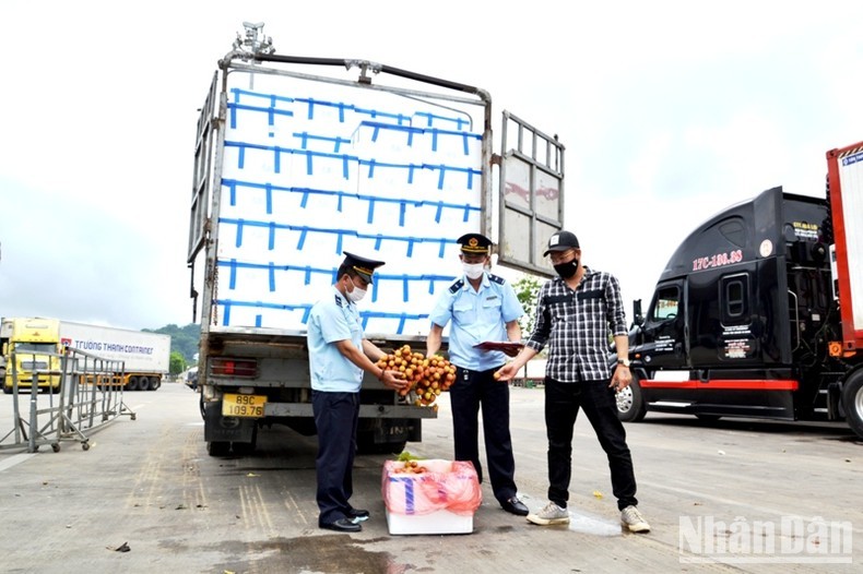 Lao Cai Customs officials carry out customs clearance procedures for fresh lychee (Photo: Quoc Hong)