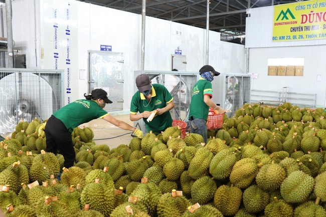 Vietnamese durian is mainly shipped to China, accounting for 84.3% of the total export value of Vietnamese durian.