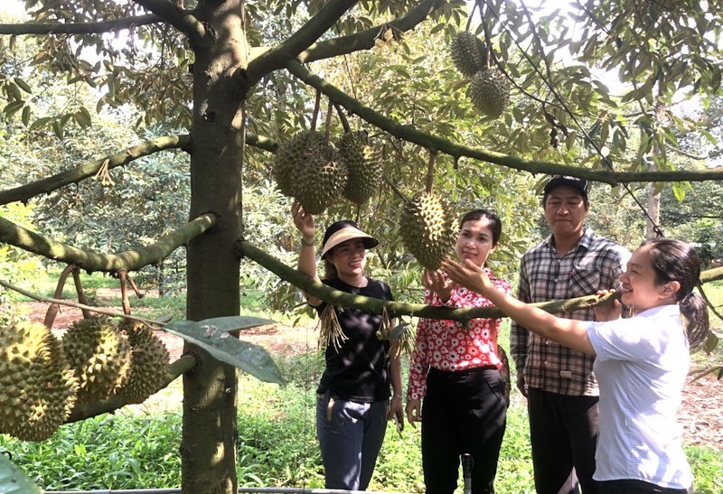 An orchard in Long Khanh city.