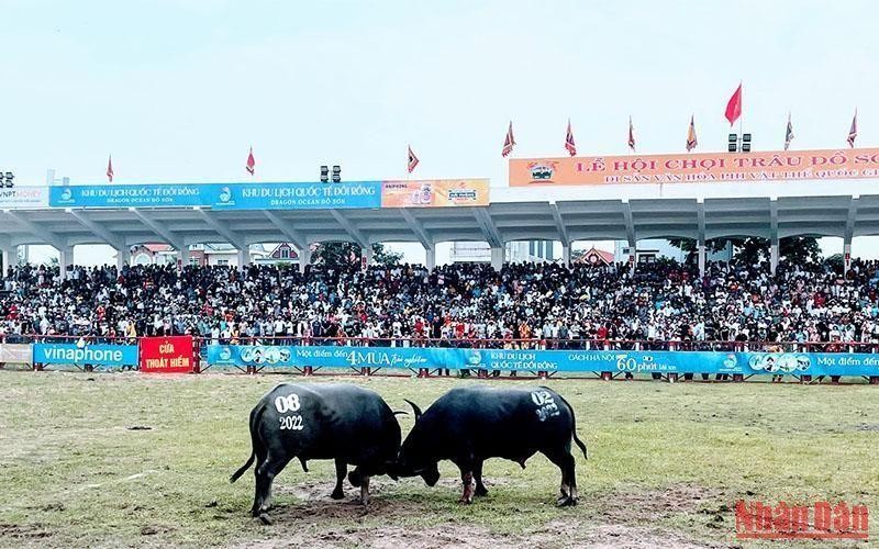 A buffalo fighting match in Do Son. (Photo: NDO)