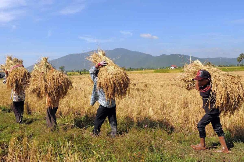 Farmers harvest rice in Cambodia. (Photo: AFP/VNA)