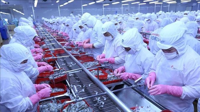 Processing shrimps for export. (Photo: VNA)