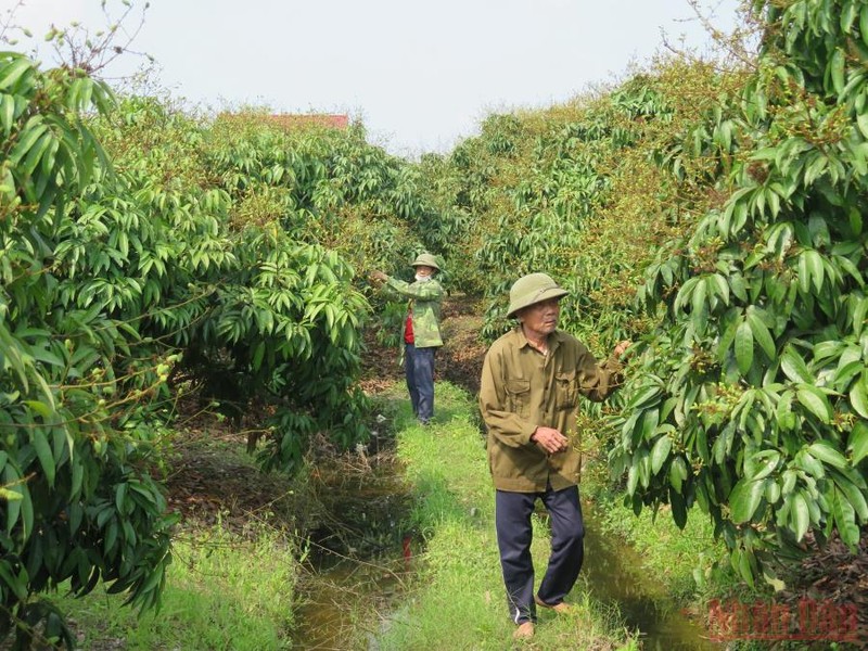 A lychee growing region in Hai Duong Province. (Photo: Minh Anh)