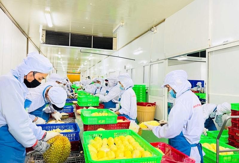 Processing durian for export. (Photo: Minh Ha)